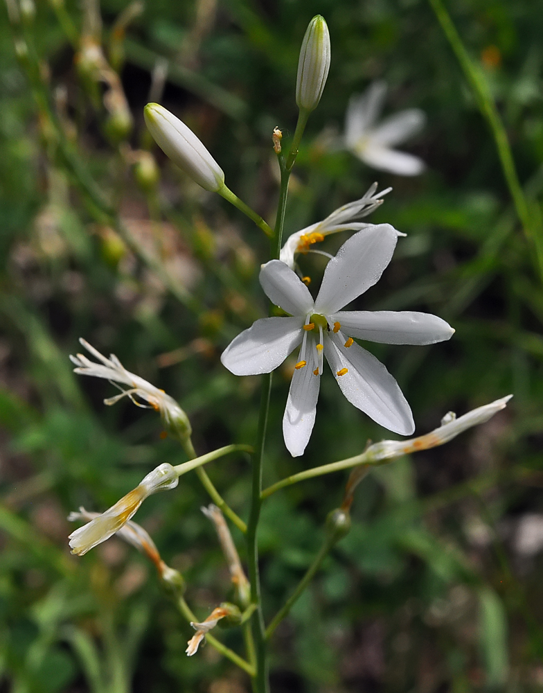 Anthericum liliago