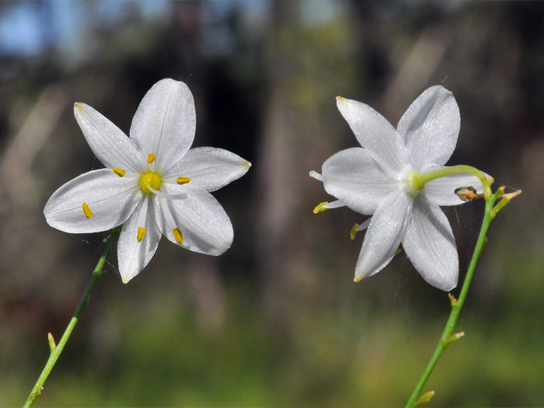 Anthericum ramosum