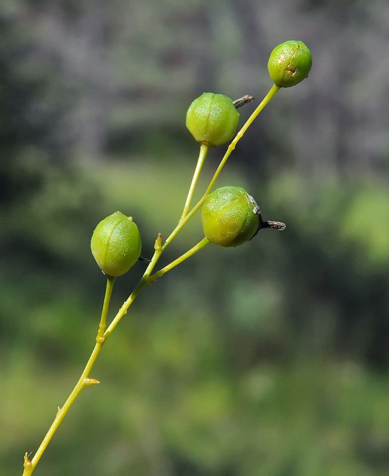 Anthericum ramosum fruits