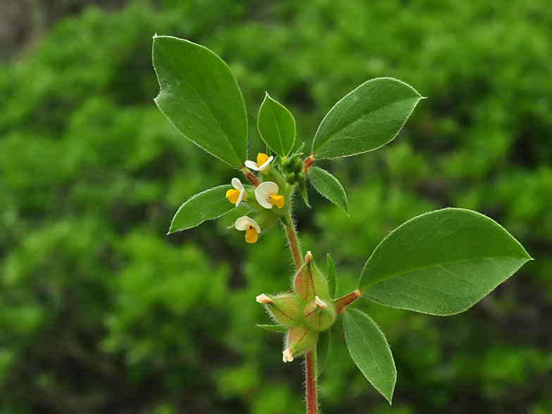Anthyllis tetraphylla