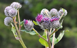 Arctium tomentosum
