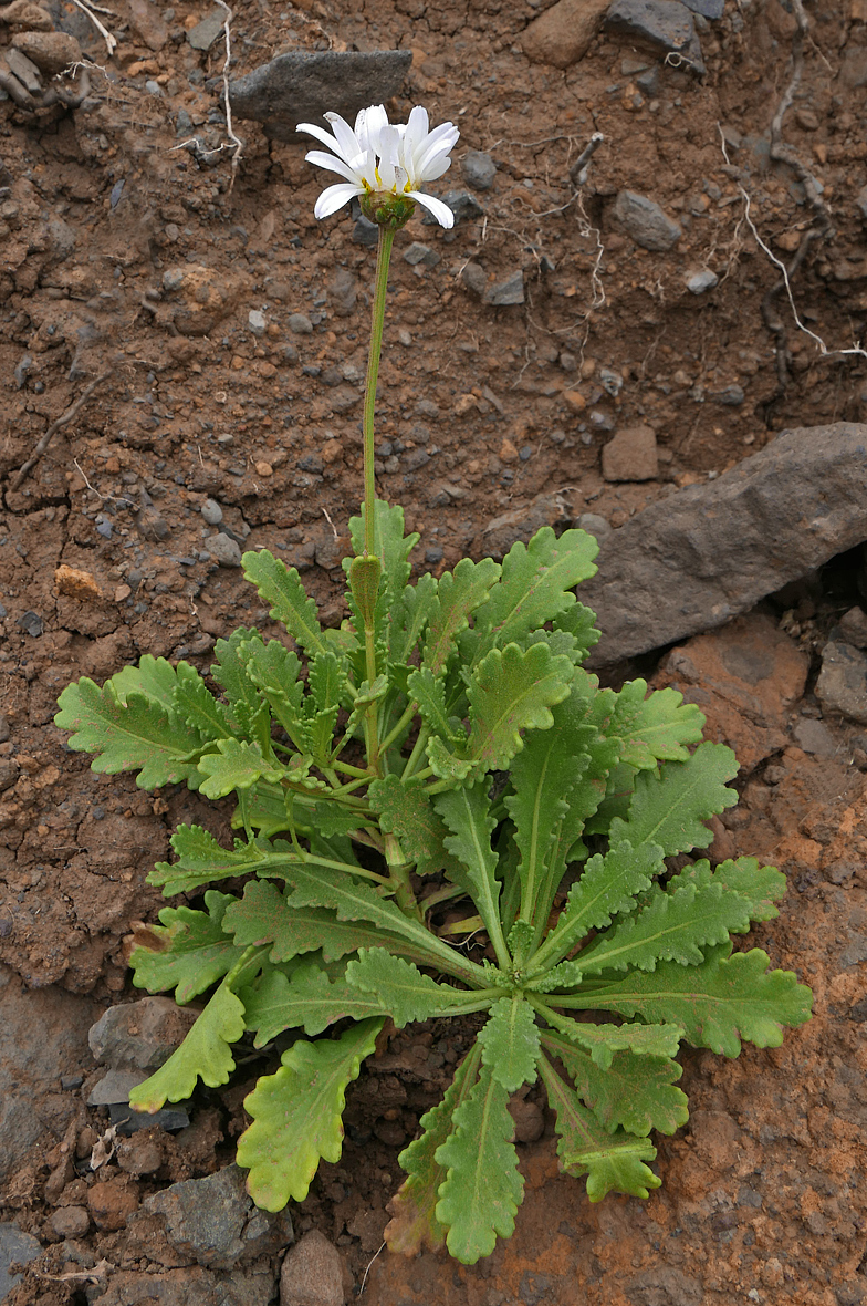 Argyranthemum pinnatifidum ssp succulentum