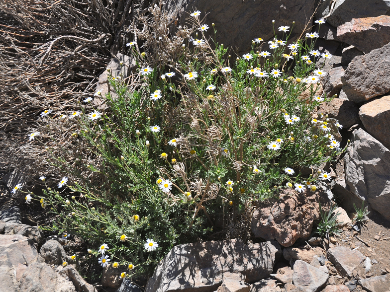 Argyranthemum teneriffae
