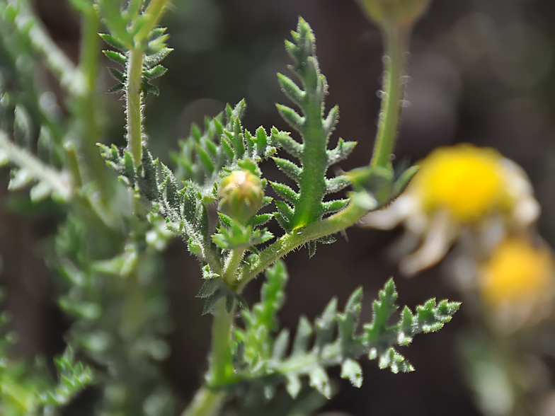 Argyranthemum teneriffae