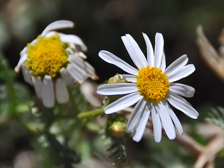 Argyranthemum teneriffae