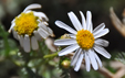 Argyranthemum teneriffae