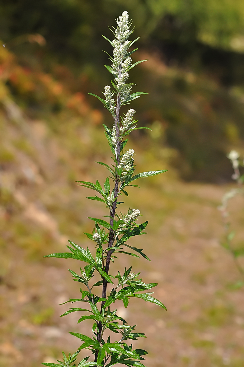 Artemisia vulgaris