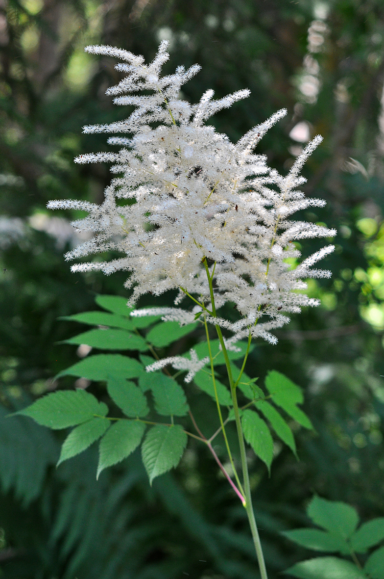 Aruncus dioicus