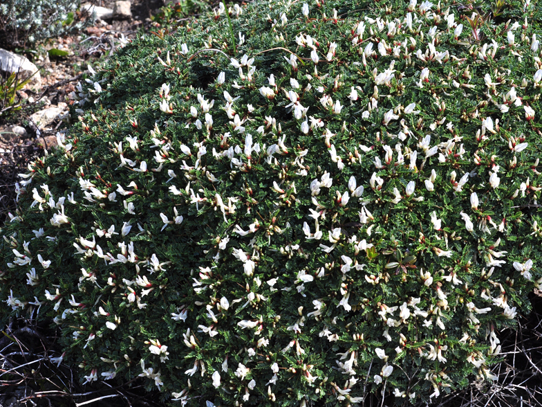 Astragalus tragacantha