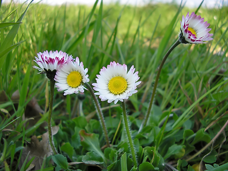 Bellis perennis