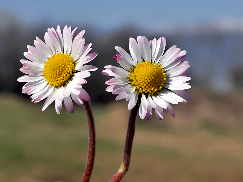 Bellis perennis