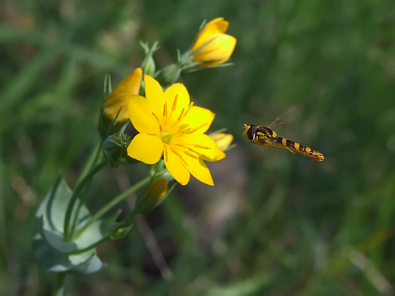 Blackstonia perfoliata