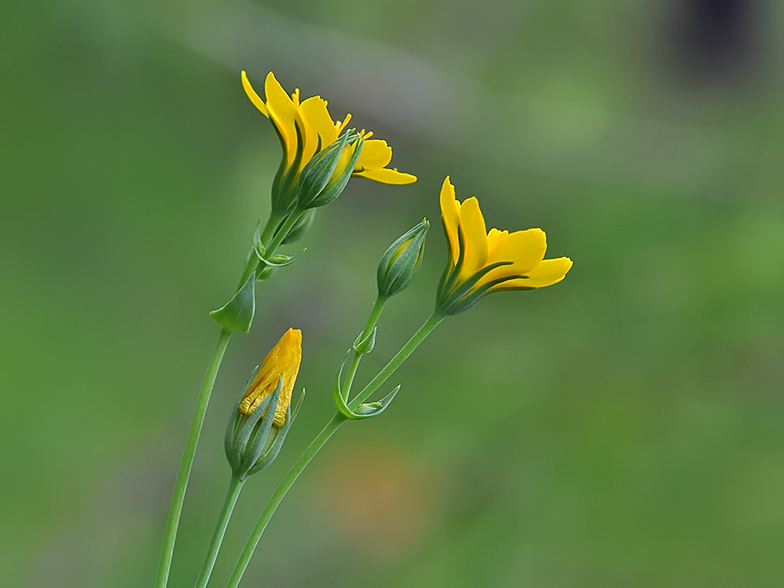 Blackstonia perfoliata