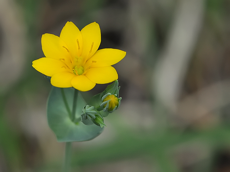 Blackstonia perfoliata