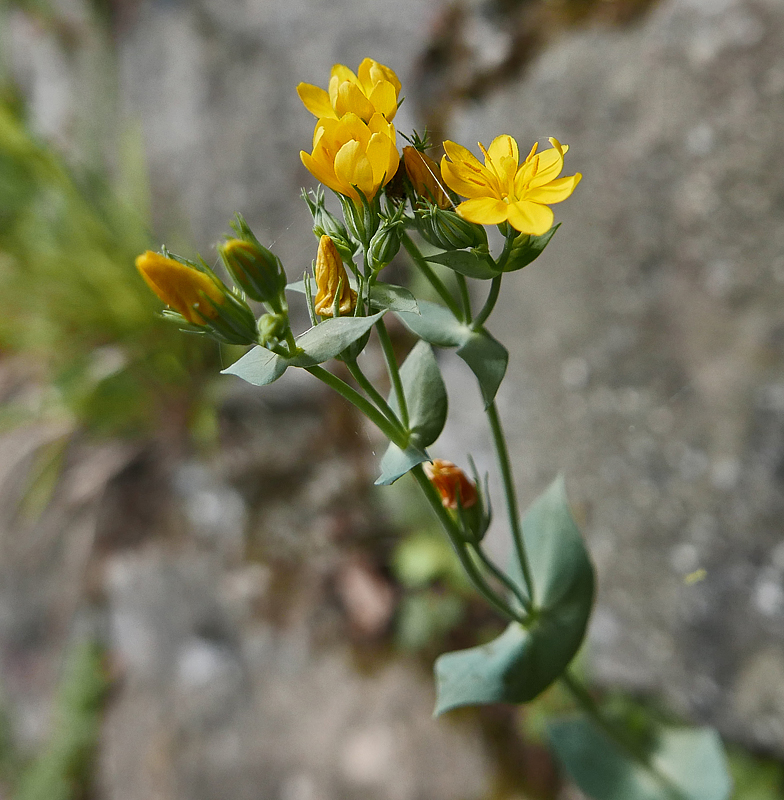 Blackstonia perfoliata