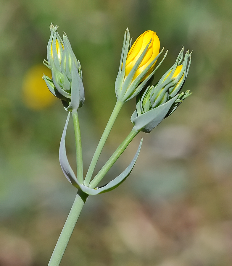 Blackstonia perfoliata