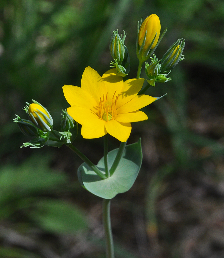 Blackstonia perfoliata