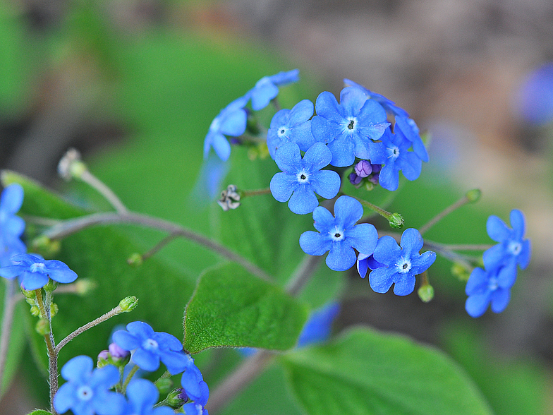 Brunnera macrophylla