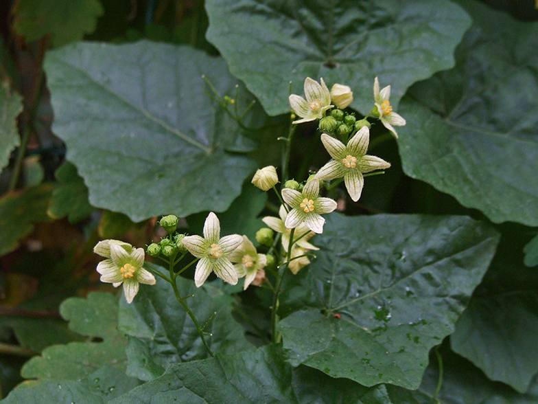 Bryonia dioica
