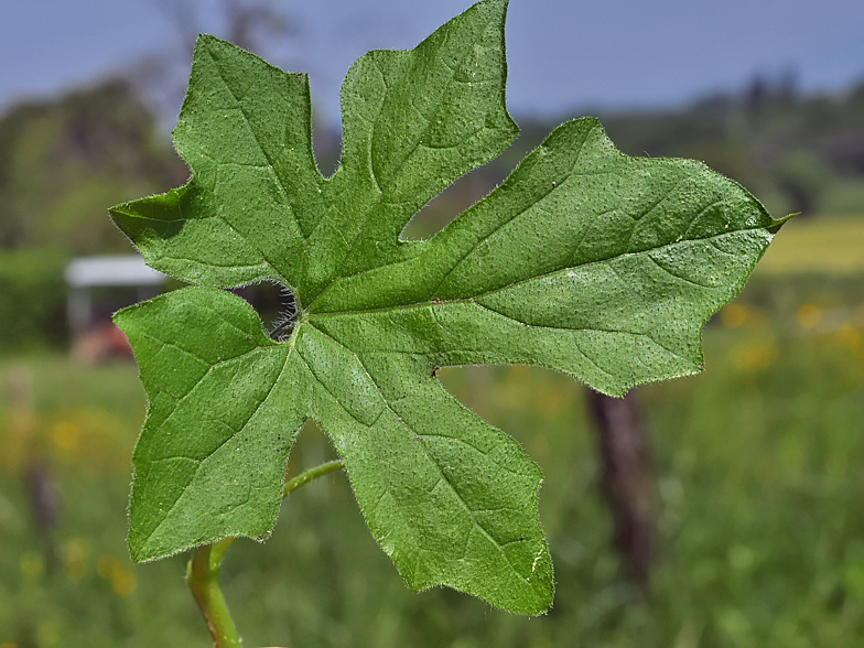 Bryonia dioica