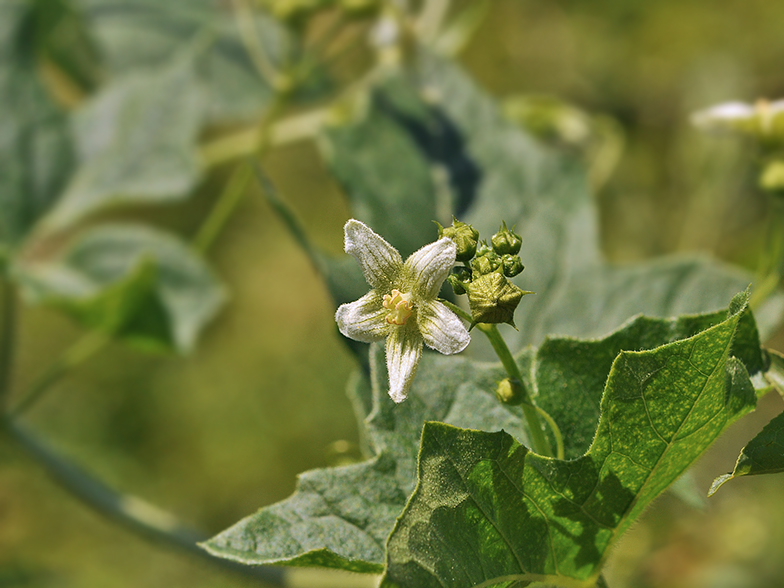 Bryonia dioica