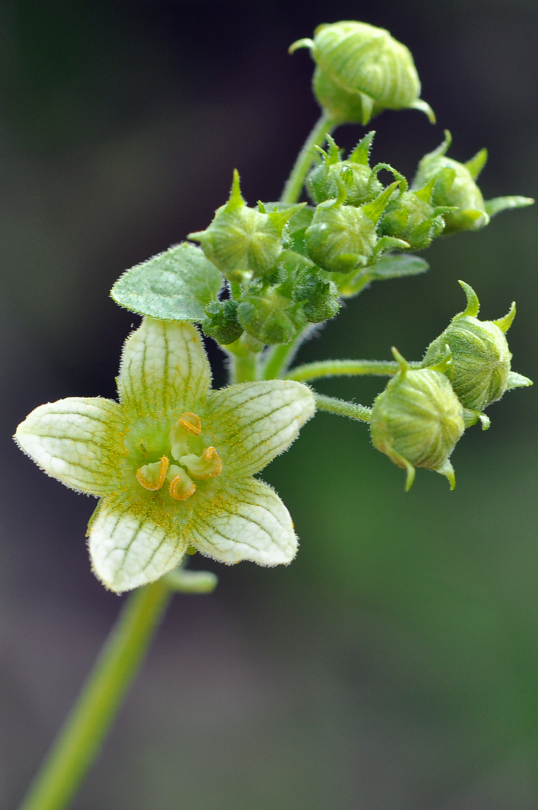 Bryonia dioica