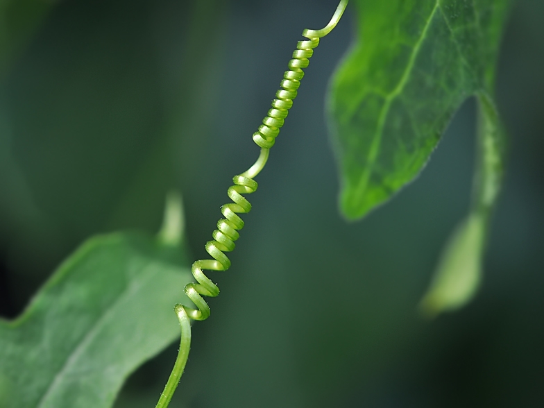 Bryonia dioica