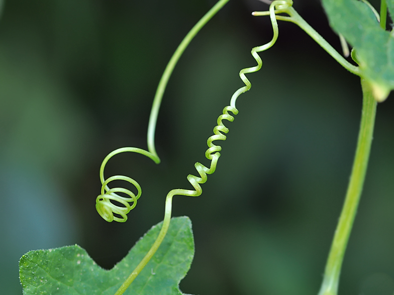 Bryonia dioica