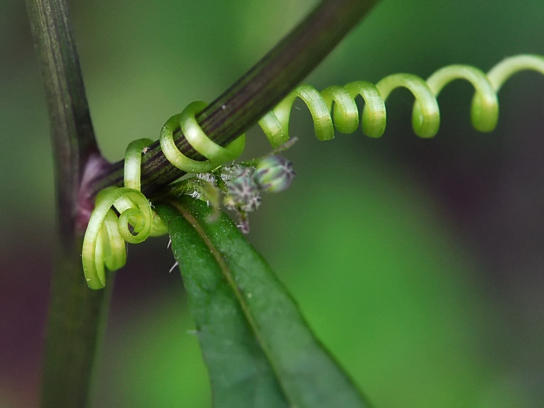 Bryonia dioica