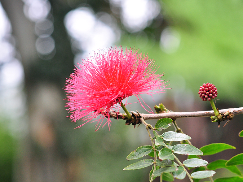 Calliandra haematocephala