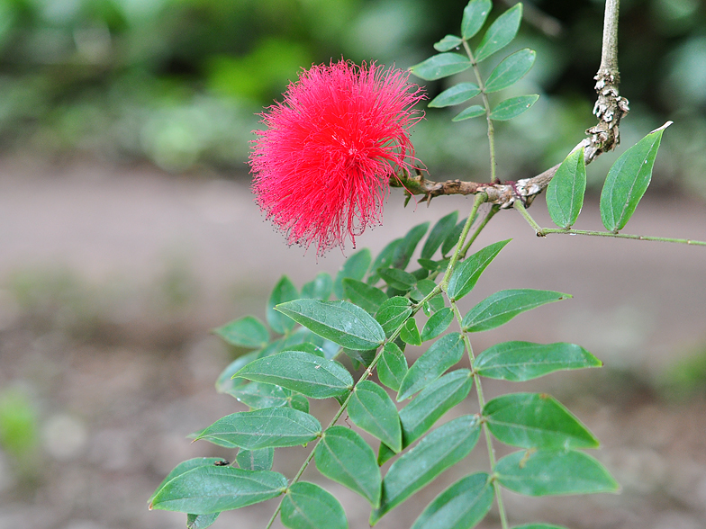 Calliandra haematocephala