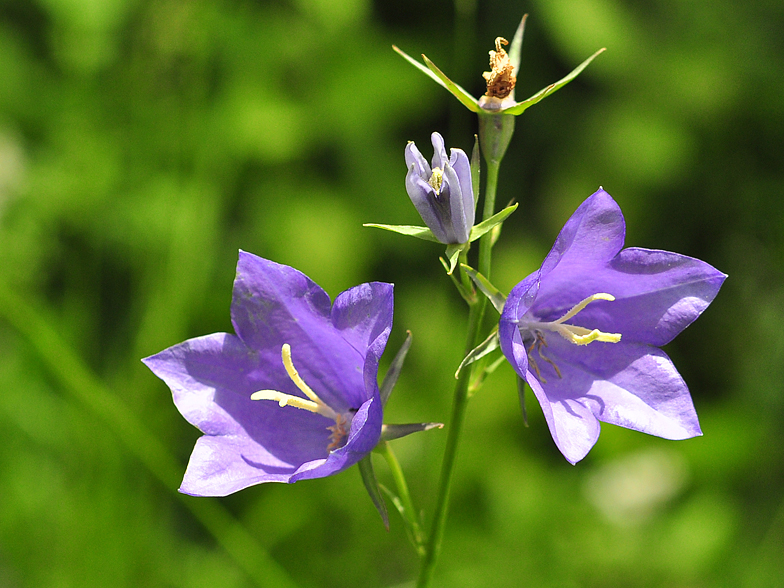 Campanula persicifolia