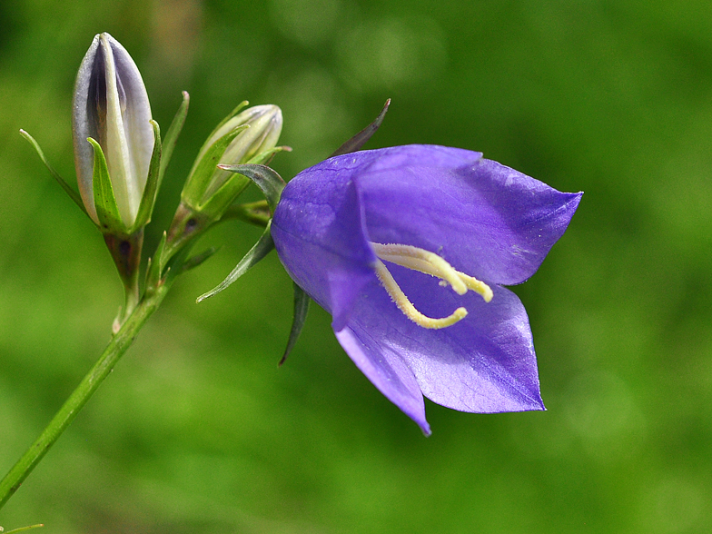 Campanula persicifolia