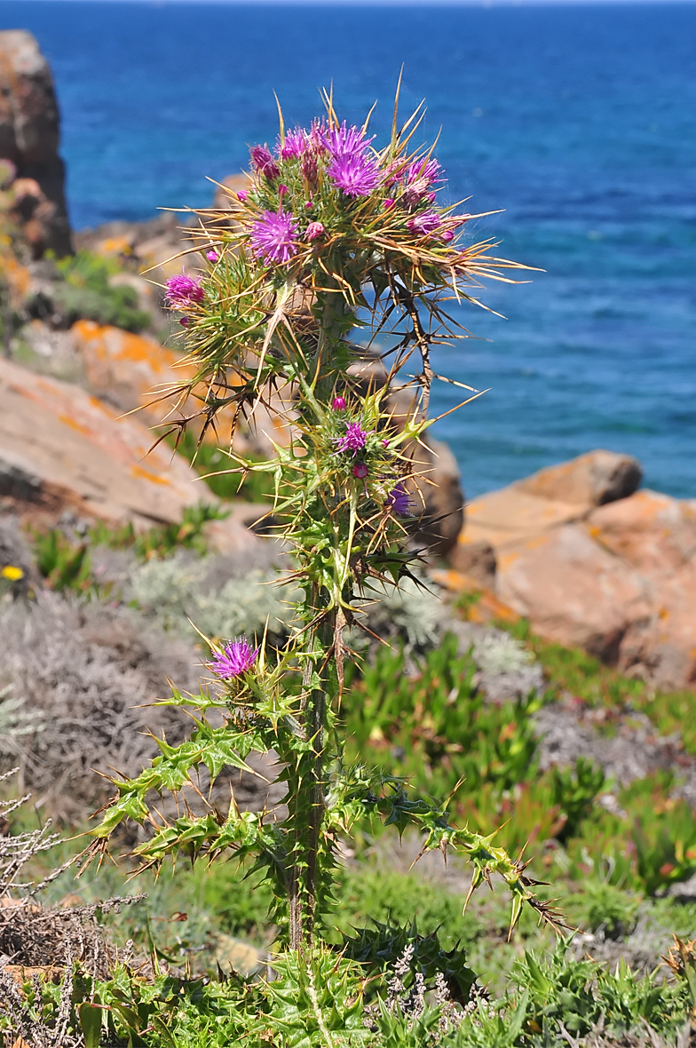 Carduus cephalanthus