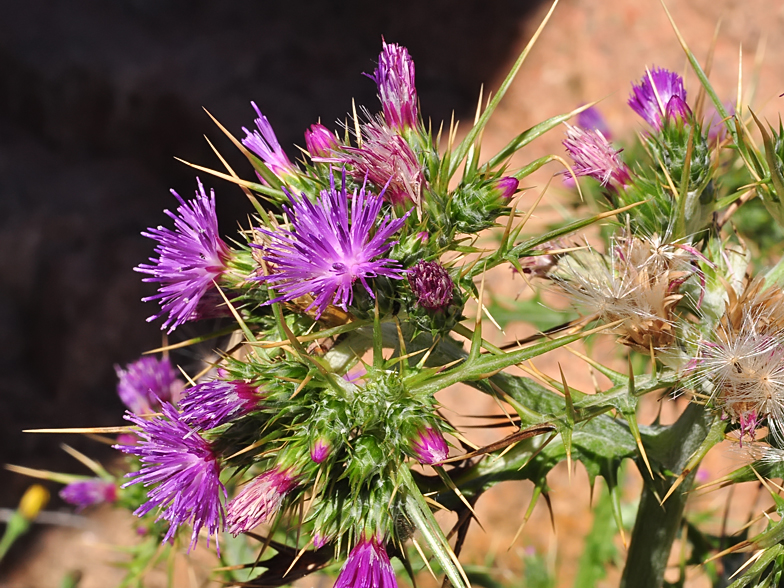 Carduus cephalanthus