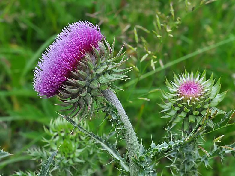 Carduus nutans ssp. platylepis