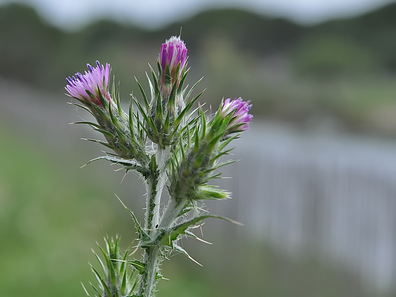 Carduus pycnocephalus