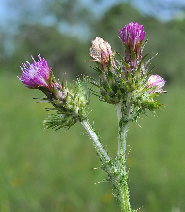 Carduus pycnocephalus