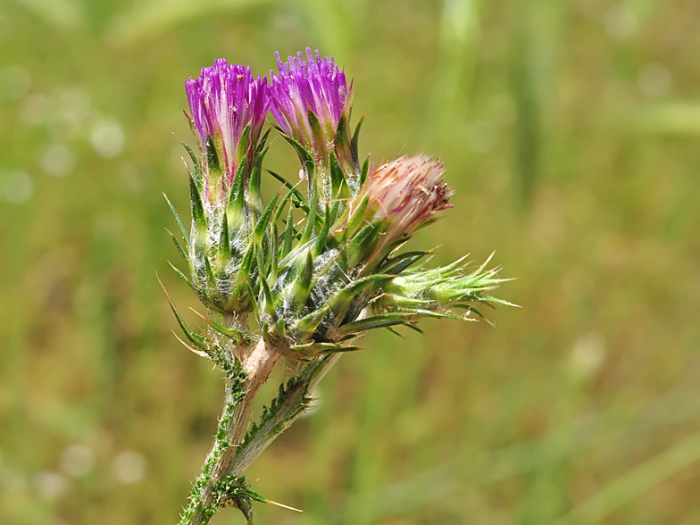 Carduus pycnocephalus