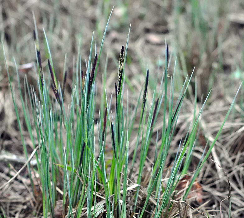 Carex acutiformis