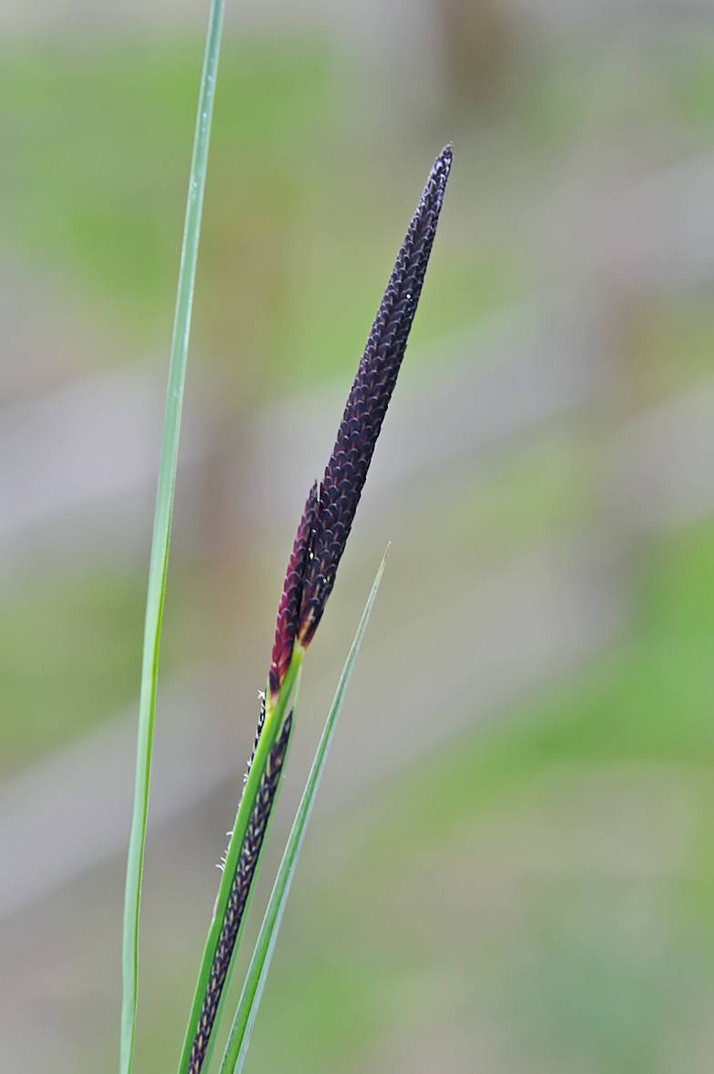 Carex acutiformis
