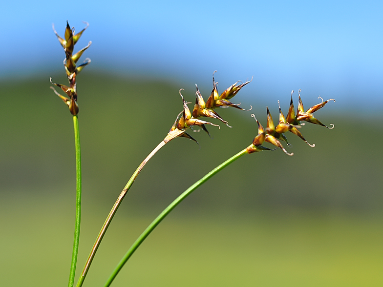 Carex davalliana
