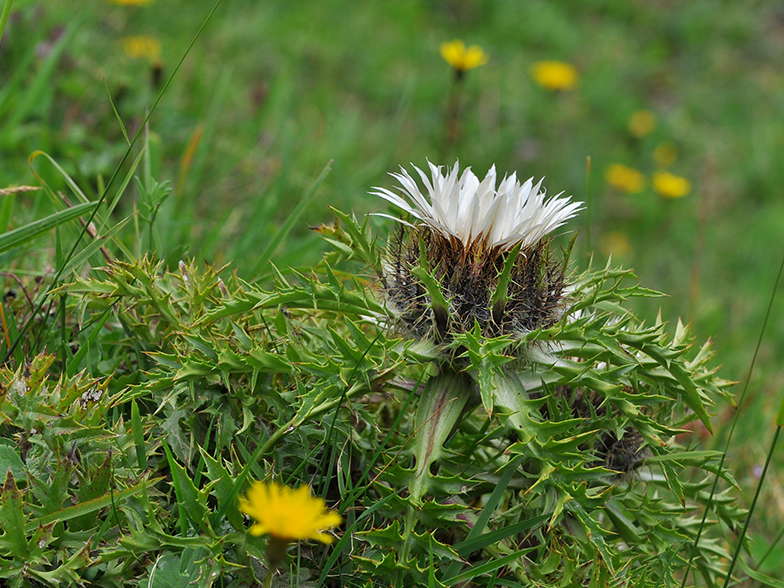 Carlina acaulis ssp. caulescens fo. nana