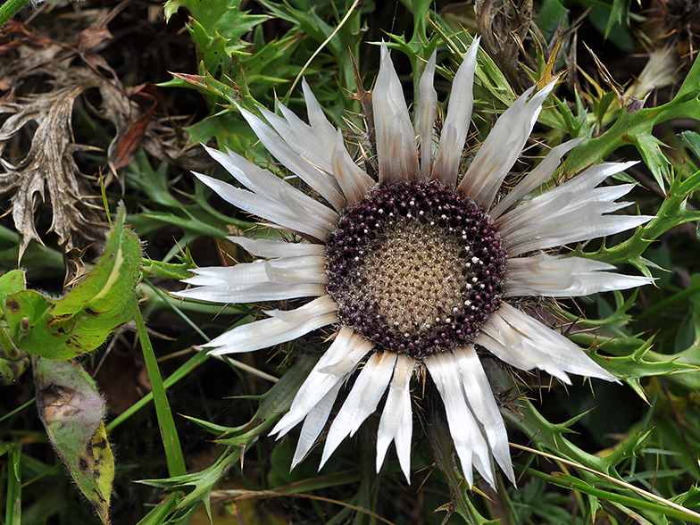 Carlina acaulis ssp. caulescens fo. nana