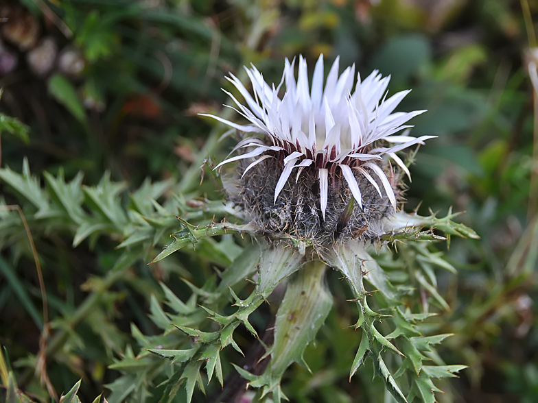 Carlina acaulis ssp. caulescens fo. nana