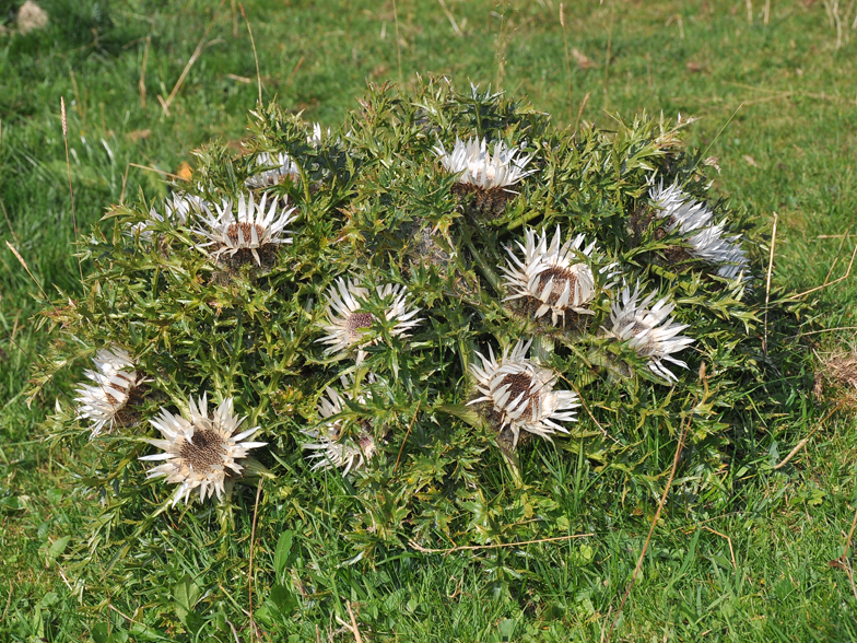 Carlina acaulis ssp. caulescens fo. nana