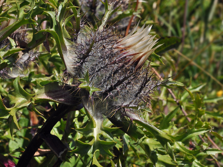 Carlina acaulis ssp. caulescens fo. nana