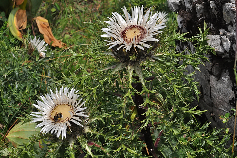 Carlina acaulis