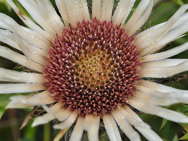 Carlina acaulis ssp. caulescens fo. nana