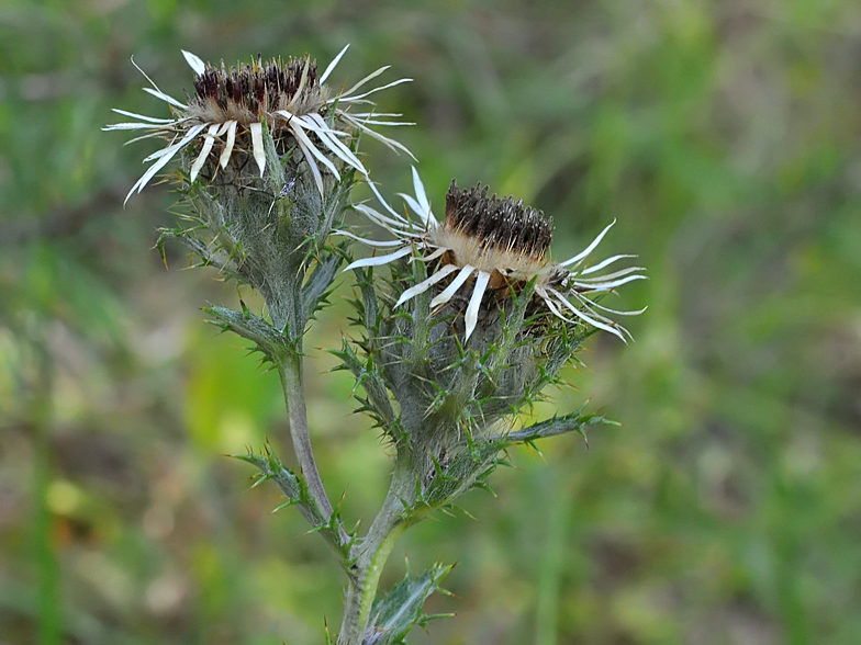 Carlina vulgaris